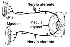 División Eferente