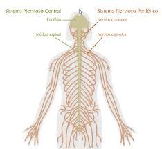 Sistema nervioso periférico (SNP)