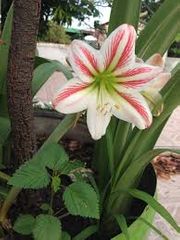 Lilium