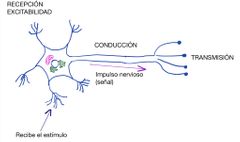 Tejido nervioso