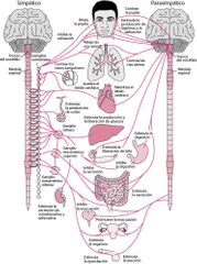 Sistema nervioso autónomo (SNA)