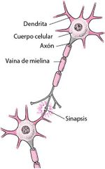 Neurona