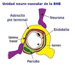 Barrera hematoencefálica (BHE)