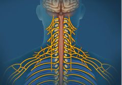 Sistema nervioso somático (SNS)