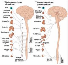 Sistema nervioso autónomo