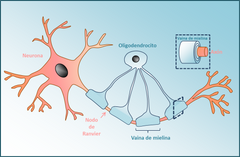 Espacios de la vaina de mielina