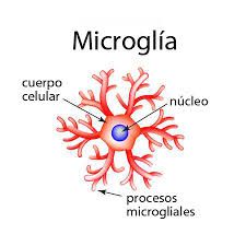 Microglía