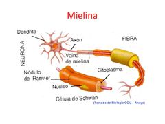 Mielina