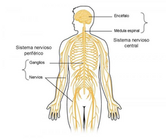 Sistema nervioso periférico (SNP)
