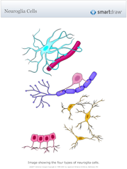 Neuroglia