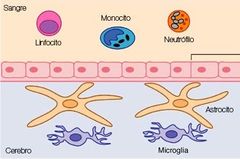 Barrera hematoencefálica (BHE)