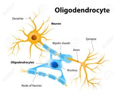 Oligodendrocitos