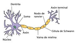 Espacios de la vaina de mielina