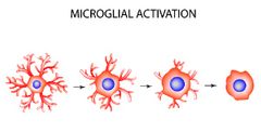 Microglía