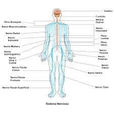 Sistema nervioso