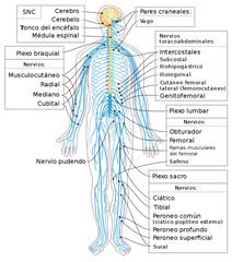 Sistema nervioso periférico