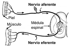 División Aferente