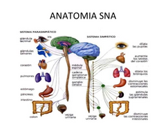 Sistema nervioso autónomo (SNA)