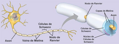 Espacios de la vaina de Mielina