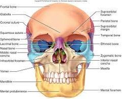 Lagrimal ROJO, maxilar AMARILLO, Nasal MORADO, cigomático Azul claro, etmoides VERDE, esfenoides AZUL OSCURO, vomer en Mitad cavidad nasal.