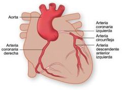 Arterias coronarias derechas e izquierdas
arteria circunfleja 
AORTA

vena coronaria mayor y seno coronario, afluentes colaterales, pequeñas venas del corazón