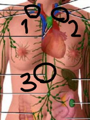 Identify the lymphatic ducts at positions 1, 2, and 3, respectively. 