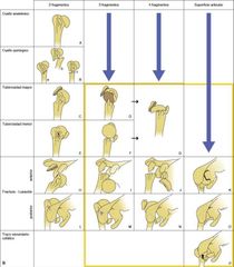 flashcard's-image