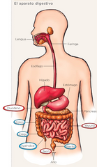 La faringe: conducto cómun al aparato respiratorio, aquí es donde circulan los alimentos hacia el esófago, y el aire desde la nariz o la boca hacia la laringe. En la faringe se encuentra una membrana cartilaginosa llamada epiglotis que impide e...