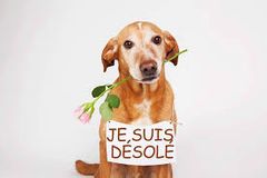 Je suis désolée