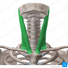 Lateral fleksion af hoved og hals til den samme side, rotering af hoved til modsat side
I samarbejde med andre muskler: Trække hovedet fremad og ned; elevation af sternum og costea ved kraftig inhalation