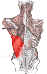 Ekstension af humerus (arm) i skulderled, adduktion og medial rotation af humerus (arm)