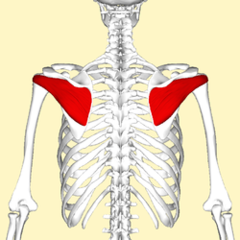 Lateral rotation af humerus