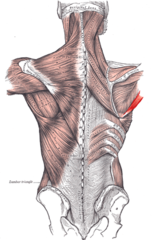Ekstension af humerus (arm) i skulderled, adduktion og medial rotation af humerus (arm)