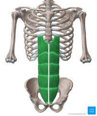 Kompression af abdomen, fleksion af rygsøjlen
