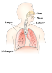 Ekspansion og formindskning af lunger (adskiller thorax fra abdomen som en plade)