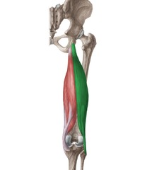 Fleksion af fibula i knæet, ekstension af femur i hofte