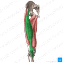 Ekstension af tibia i knæet, fleksion af femur i hofte
