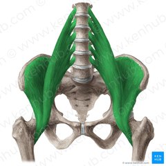 Fleksion af femur i hoften