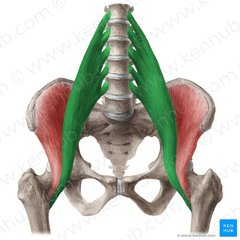 Fleksion af femur i hoften
(m. iliacus)
