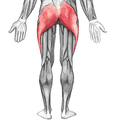 Ekstension af femur i hoften, lateral rotation af femur