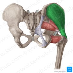 Abduktion af femur, medial rotation af femur