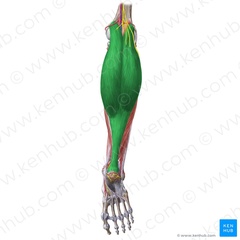 Plantarfleksion af fod, fleksion af femur i knæet