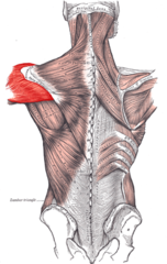 Fleksion, extension og abduktion af humerus i skulderled
