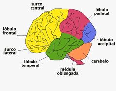 ¿Qué  partes de la corteza cerebral interpretan lo que ha ingresado a través de los sentidos ?