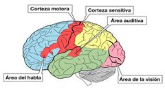 Las zonas relacionadas con la visión se encuentran en la corteza visual primaria, las de la audición en la corteza temporal.
