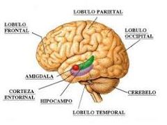 Involucra varias estructuras cerebrales:
La amígdala (A), la ínsula, las cortezas prefrontal medial, orbitofrontal y dorsolateral (CDL), las cortezas cinguladas anterior (CCA) y posterior, el tálamo (T), el núcleo accumbens y el área tegmenta...