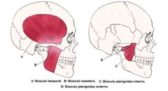 Músculos masticadores:

Los músculos masticadores son en número de cuatro e intervienen en los movimientos de elevación y de lateralidad del maxilar inferior.