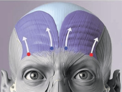 1. Origen: aponeurosis epicraneal.

2. Inserción: piel y tejido subcutáneo de las cejas y la frente.

3. Inervación: temporofacial.

4. Acción: el gesto de sorpresa o curiosidad.