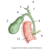 Match the letter with the  correct anatomy.hepatopancreatic sphincter
pancreatic duct
common bile duct
common hepatic duct
left hepatic duct
right hepatic duct
cystic duct
neck of gallbladder
body of gallbladder
fundus of gallbladder