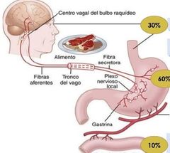 El sistema parasimpatico estimula la produccion de pepsina y acido, a traves del nervio vago.